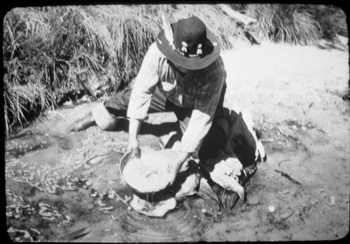 Fish-poisoning experiment. Chris Brown mixing soaproot in water & scooping up dead trout. Yosemite Creek. See Nature Notes, February 1951.