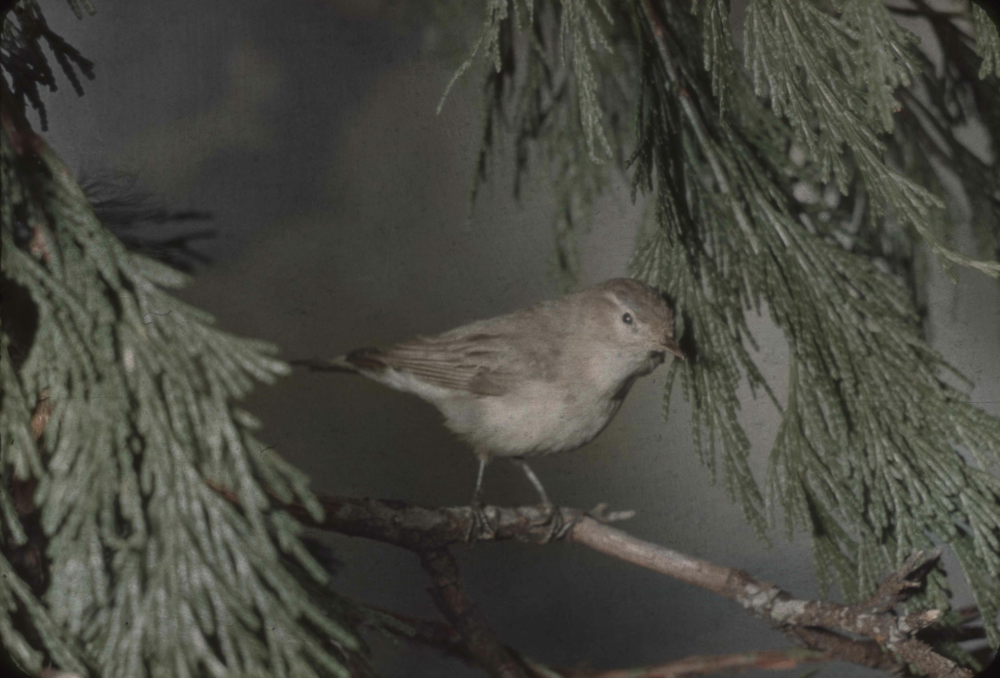 Warbling Vireo. Original. 9-35a-. Copyright Unknown. Birds - Vireos. E-03-66-004.