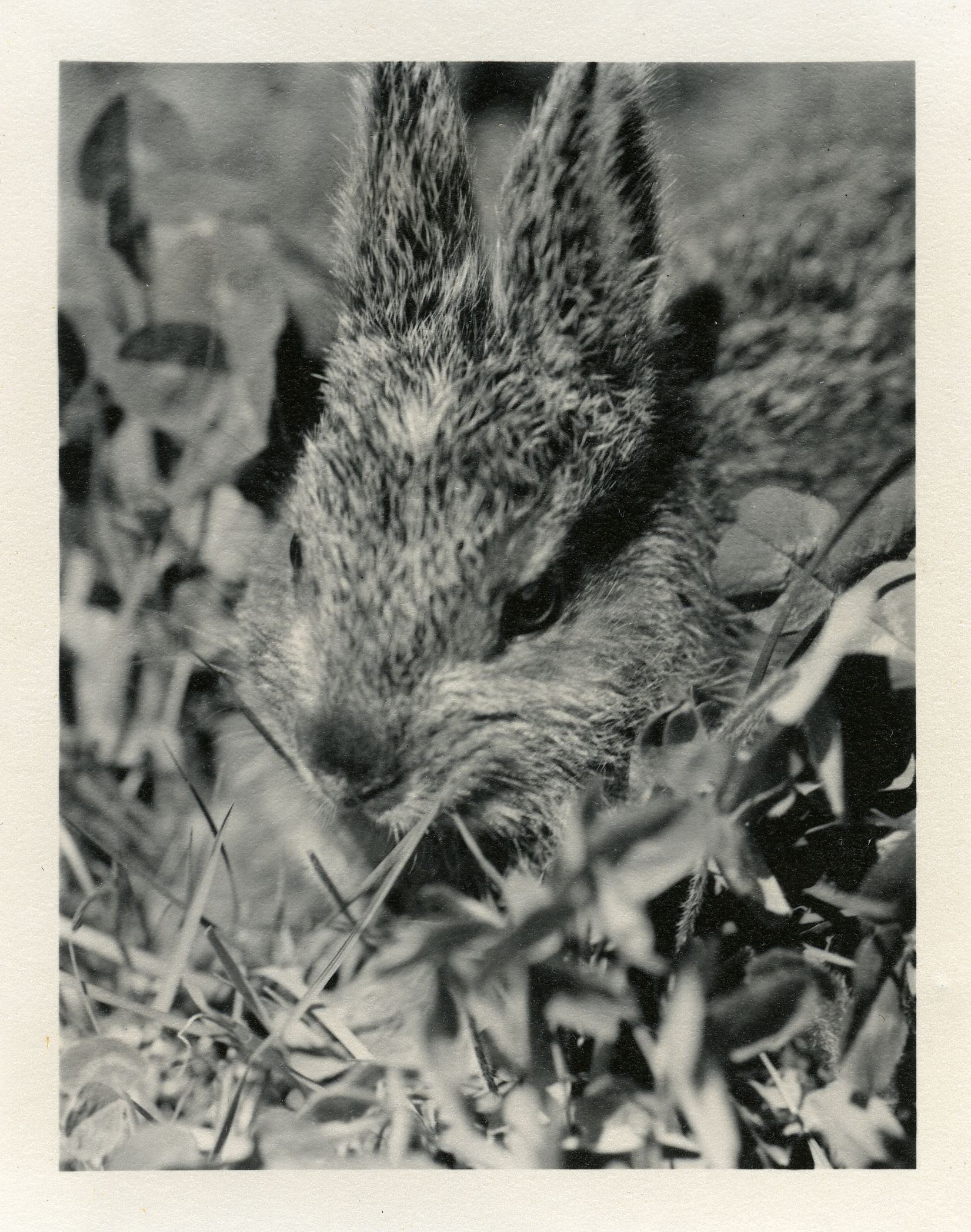 HARE, CLOSE-UP