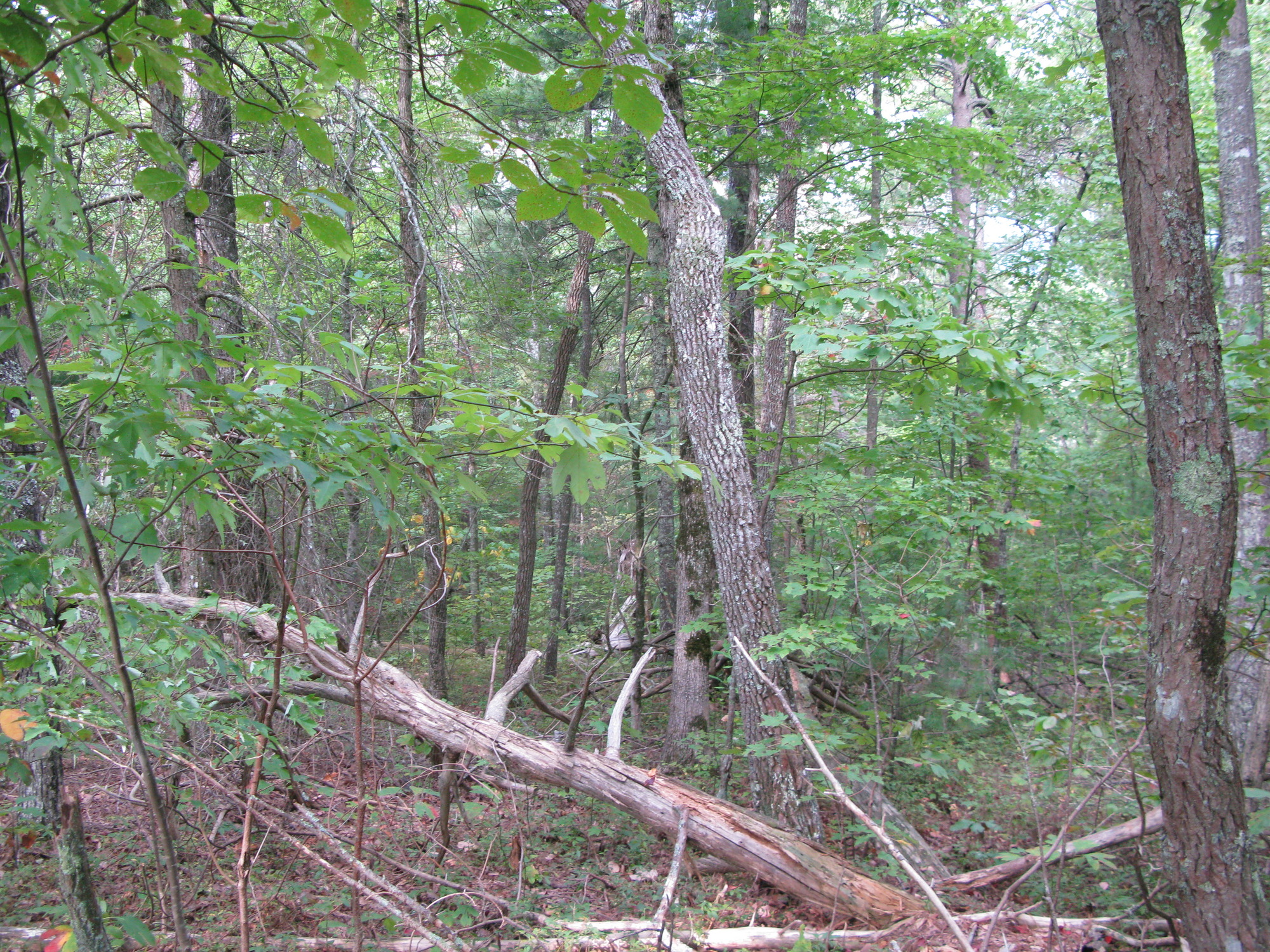 GRSM Accuracy Assessment. Plot Code: GRSM_AA_0951_5