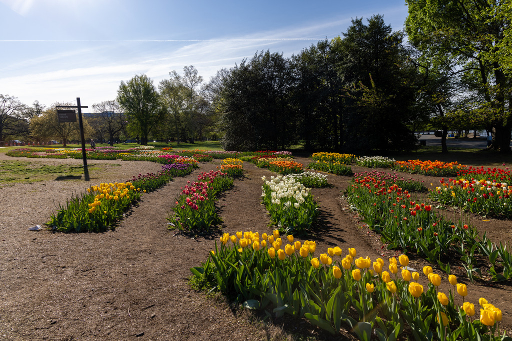 Spring Flowers at the Floral Library