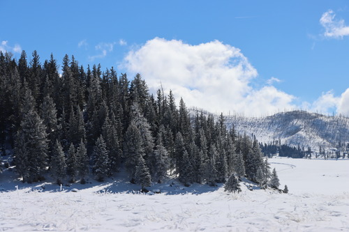 Frosty evergreen trees on a snowy lava dome.