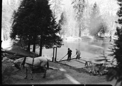 Harvesting Ice at Wawona with horse power. [L. Albert Gordon and R. Albert (Bert) Bruce].