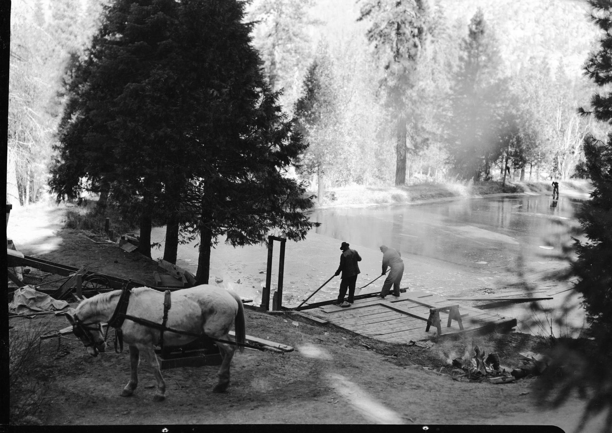 Harvesting Ice at Wawona with horse power. [L. Albert Gordon and R. Albert (Bert) Bruce].