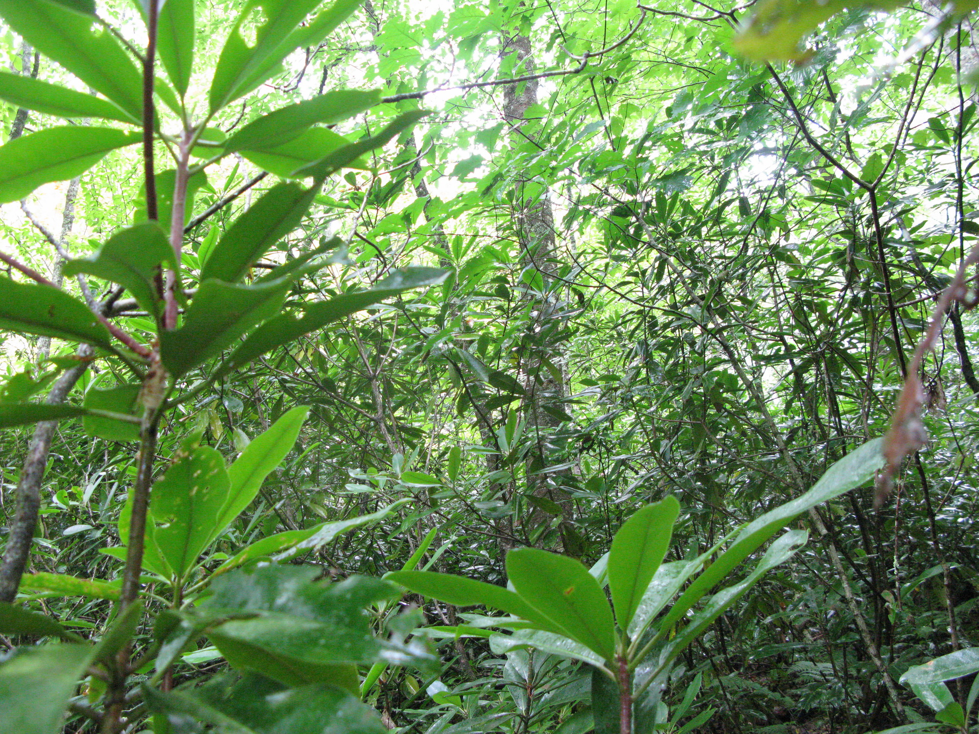 GRSM Accuracy Assessment. Plot Code: GRSM_AA_0767_4