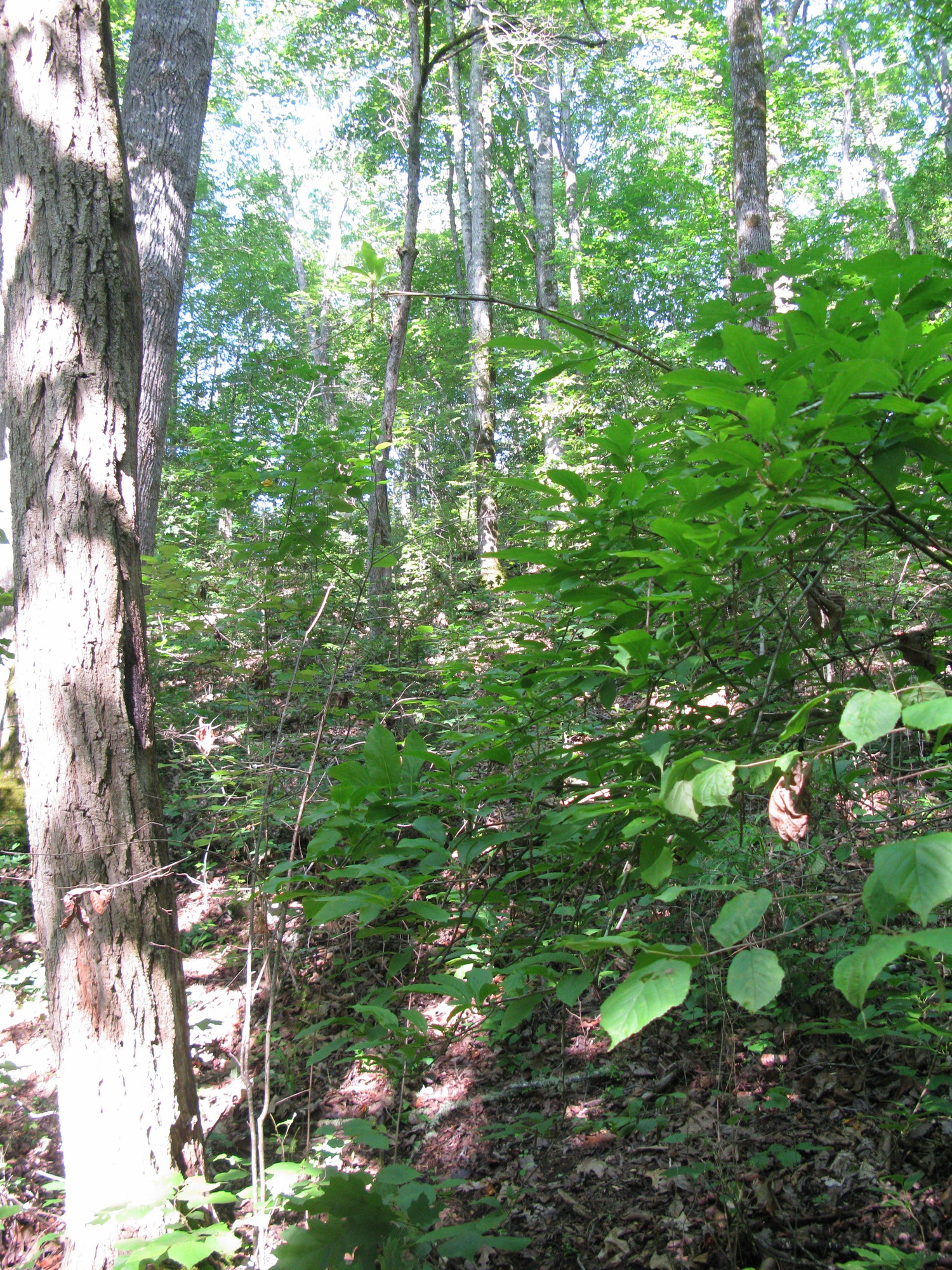 GRSM Accuracy Assessment. Plot Code: GRSM_AA_0108_5