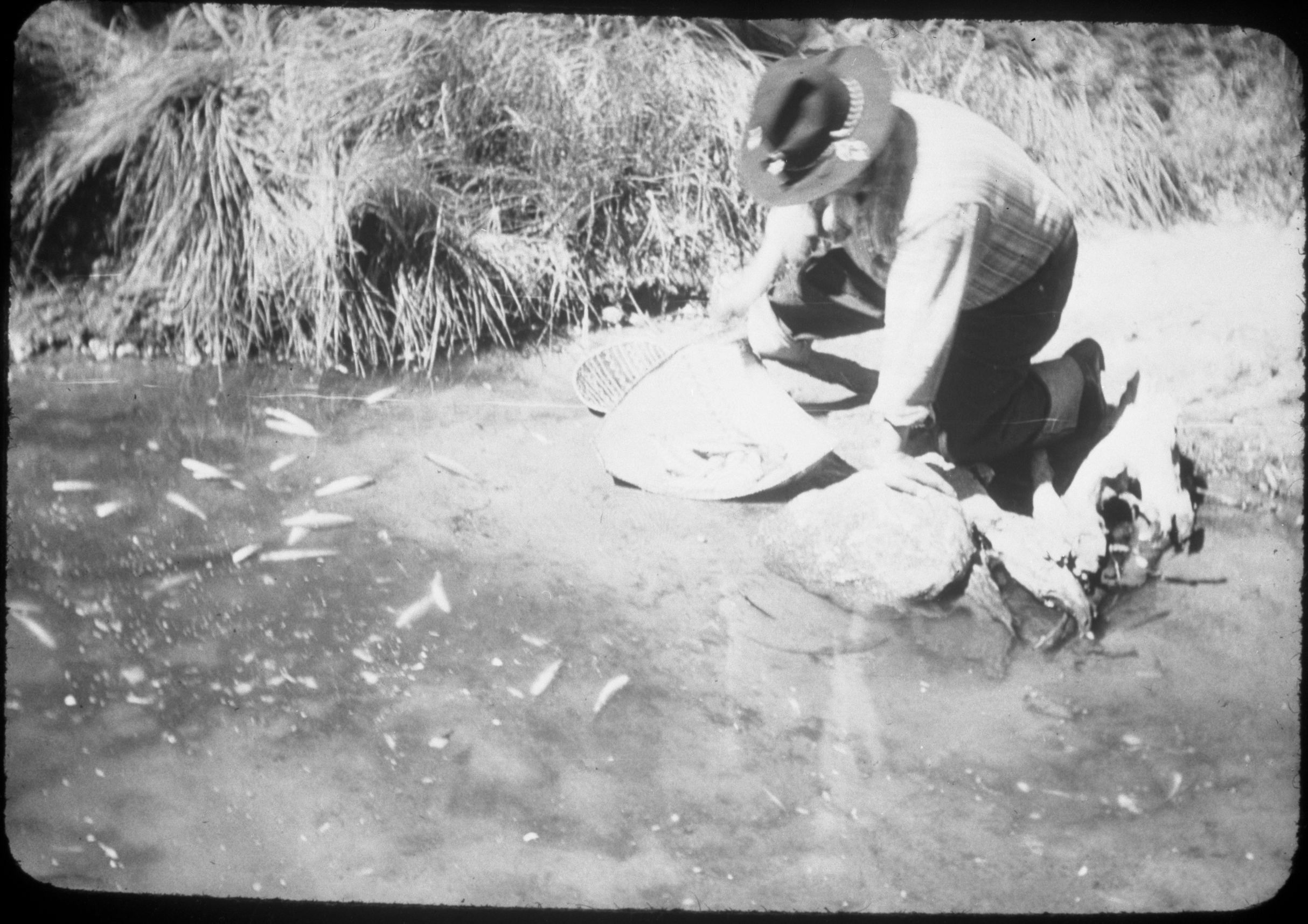 Fish-poisoning experiment. Chris Brown mixing soaproot in water & scooping up dead trout. Yosemite Creek. See Nature Notes, February 1951.