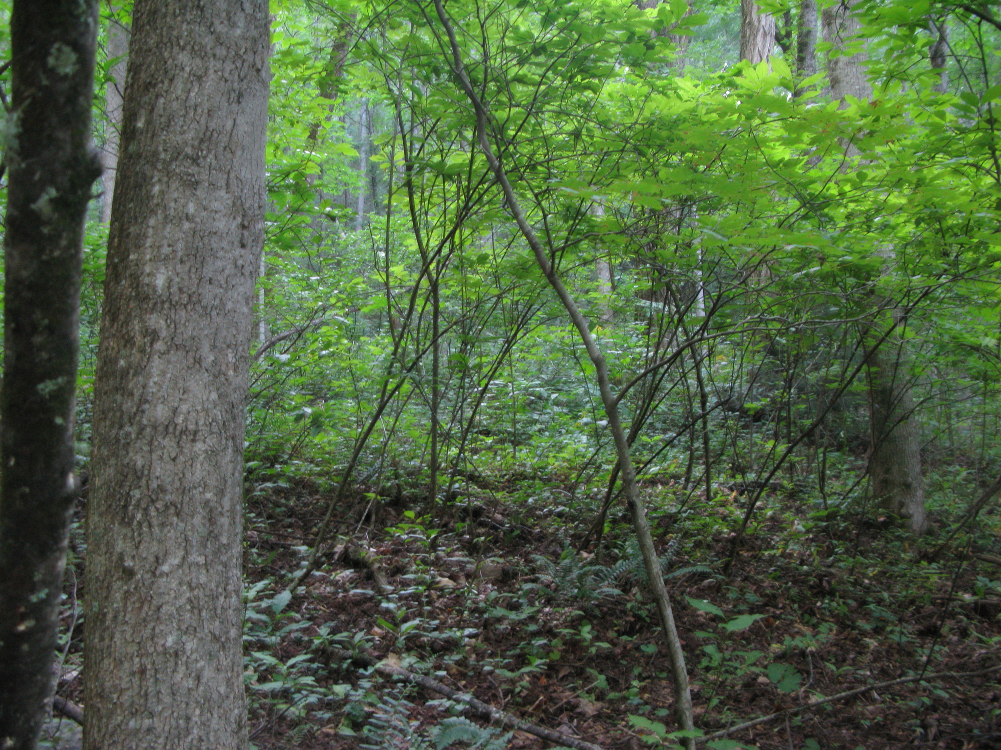 GRSM Accuracy Assessment. Plot Code: GRSM_AA_0054_3