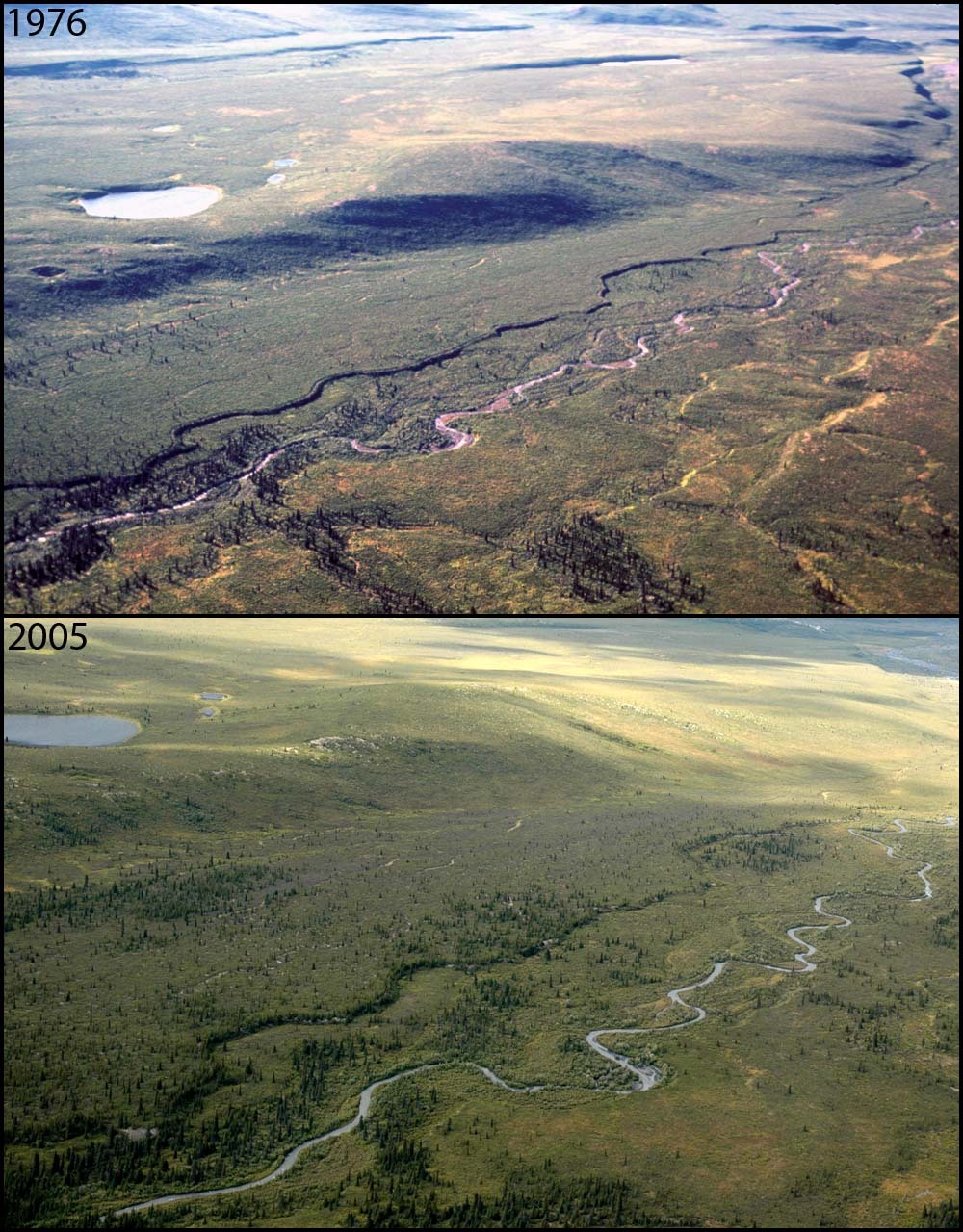 A photo pair showing Changing Treelines at Savage River: 1976-2005