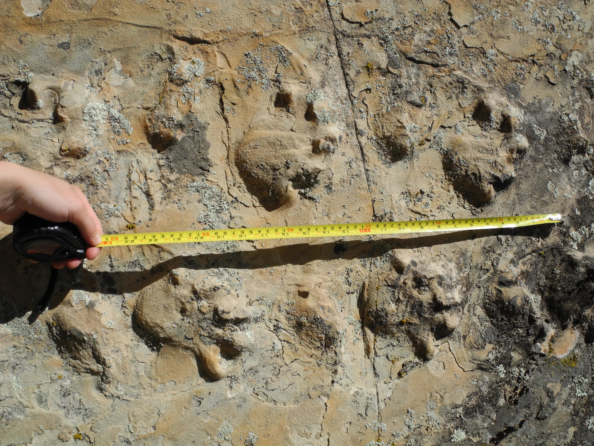 several raised tracks with foot and toe prints go across the rock horizontally. A ruler spreads across the tracks.