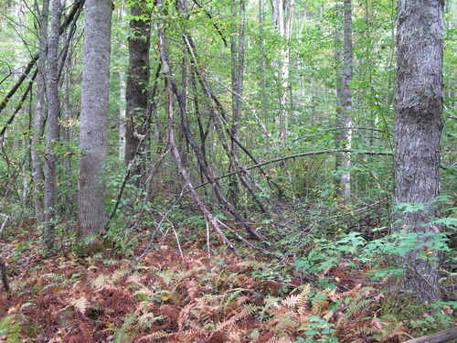 GRSM Accuracy Assessment. Plot Code: GRSM_AA_0286_2