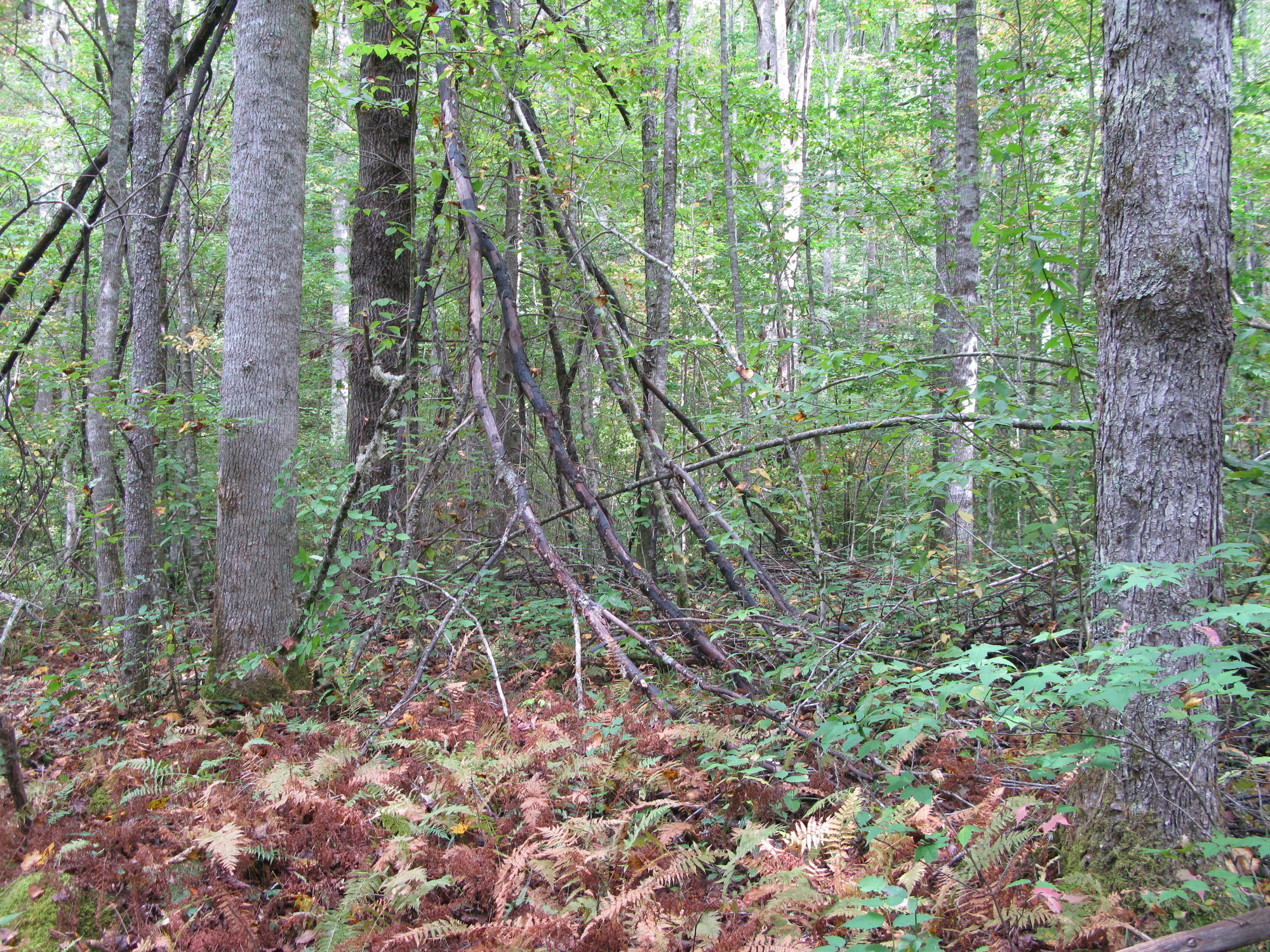 GRSM Accuracy Assessment. Plot Code: GRSM_AA_0286_2