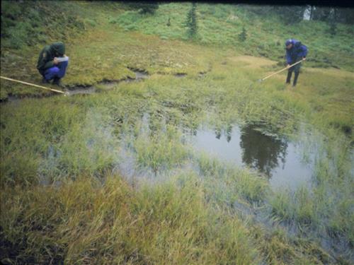 Freshwater Mollusk Sampling, Mount Rainier National Park
