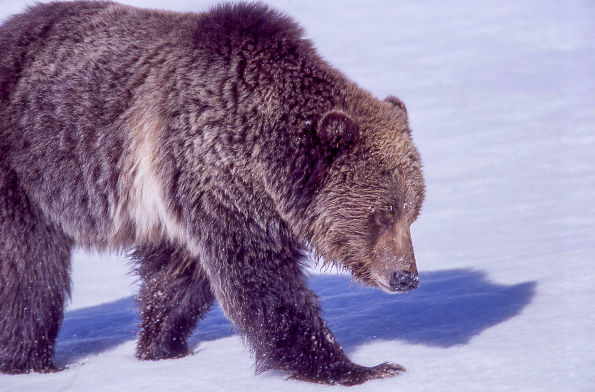 Grizzly is brown with a blonde streak behind front right leg.