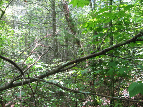 GRSM Accuracy Assessment. Plot Code: GRSM_AA_0336_4