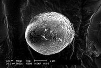 A black and white photo of a textured white oval of thermophilic nano-bacteria on a black background measuring about 6 micrometers.