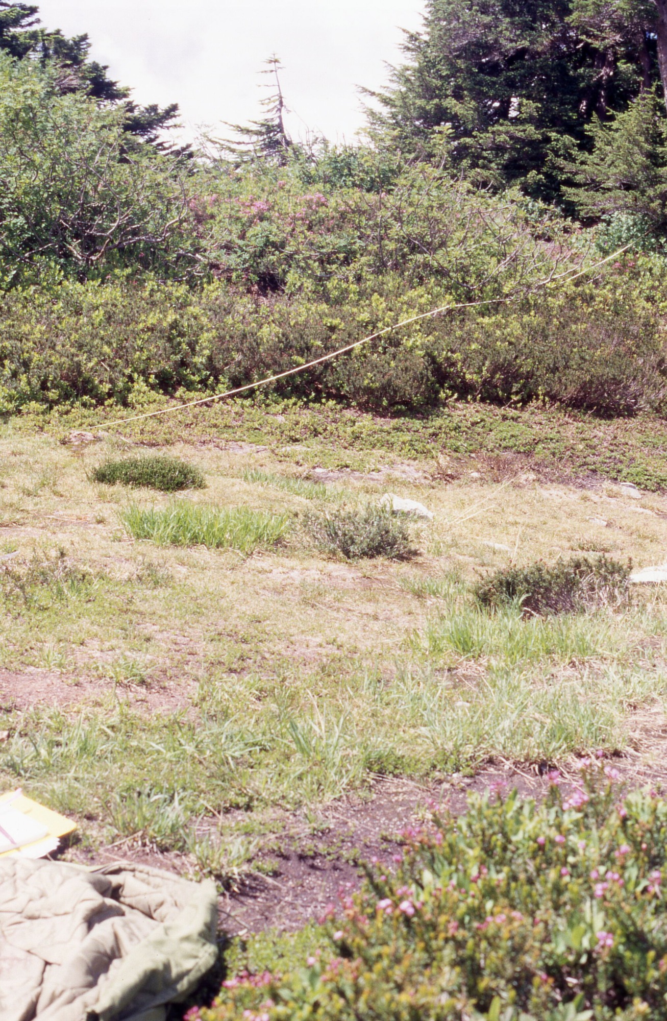 Grassy area with some patches of dirt, surrounded by shrubs, wildflowers, and trees. An out of focus jacket lies on the trail in the foreground.