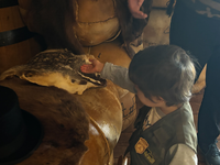A young junior ranger touches a small fur with the back of his hand. 