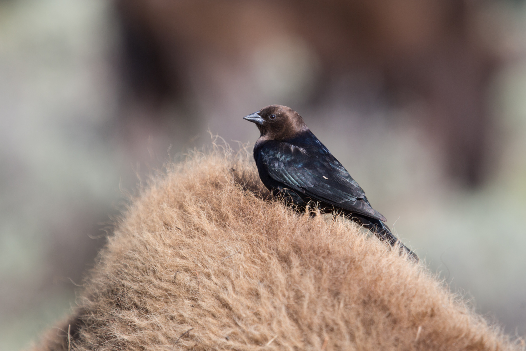 Close up of cowbird in a bison's fur