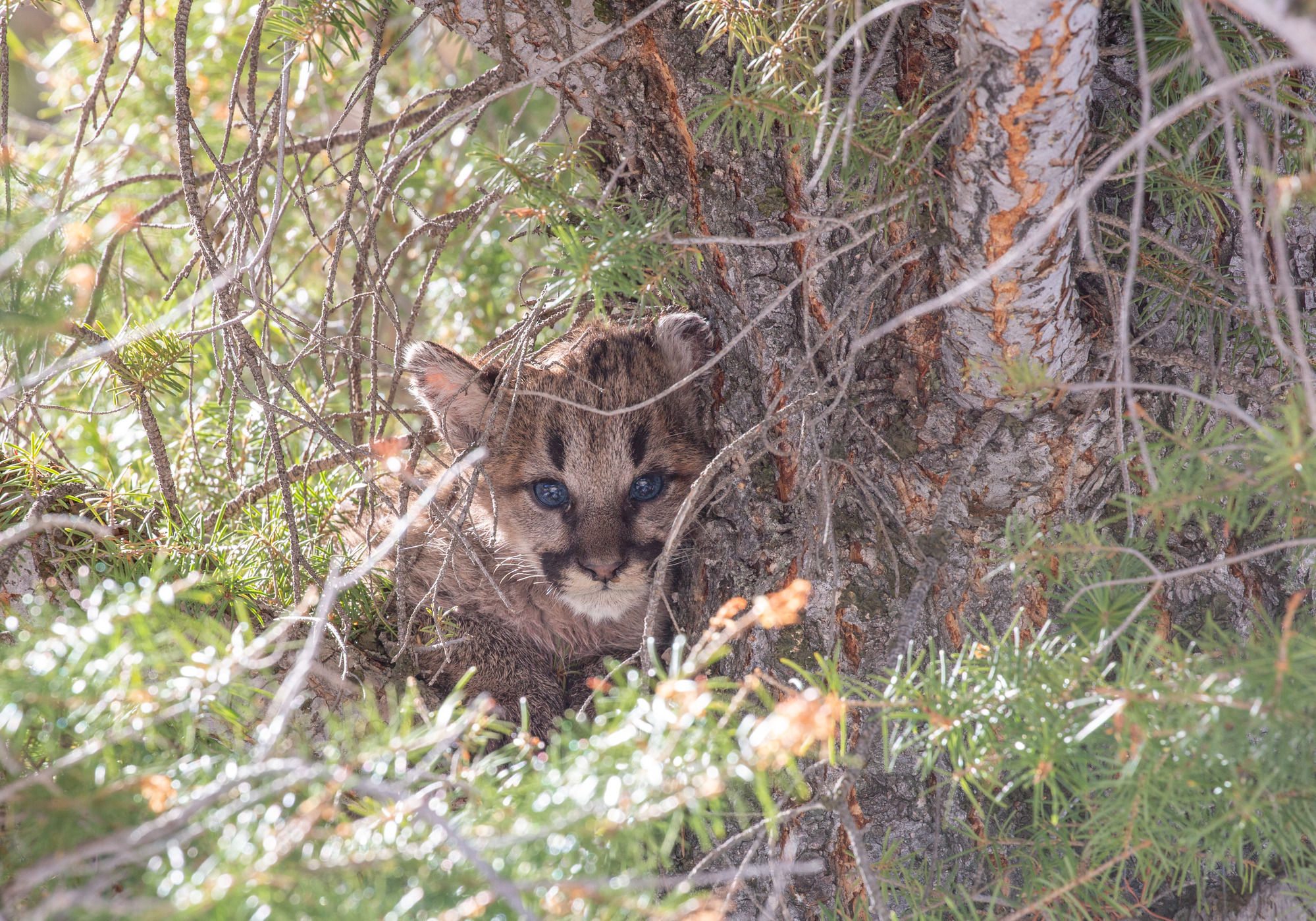 Zoomed in photo of a cougar kittens face