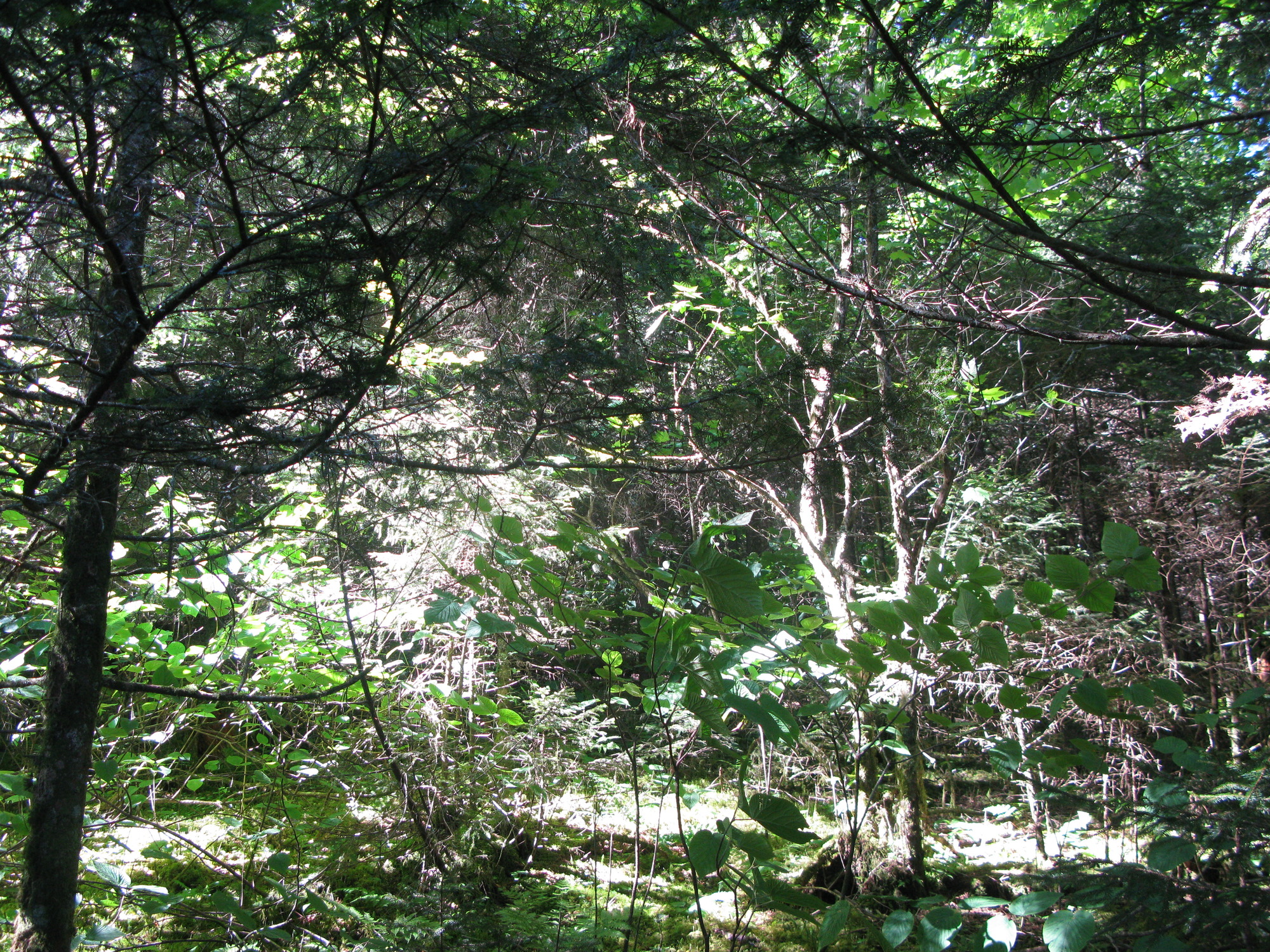 GRSM Accuracy Assessment. Plot Code: GRSM_AA_0899_4