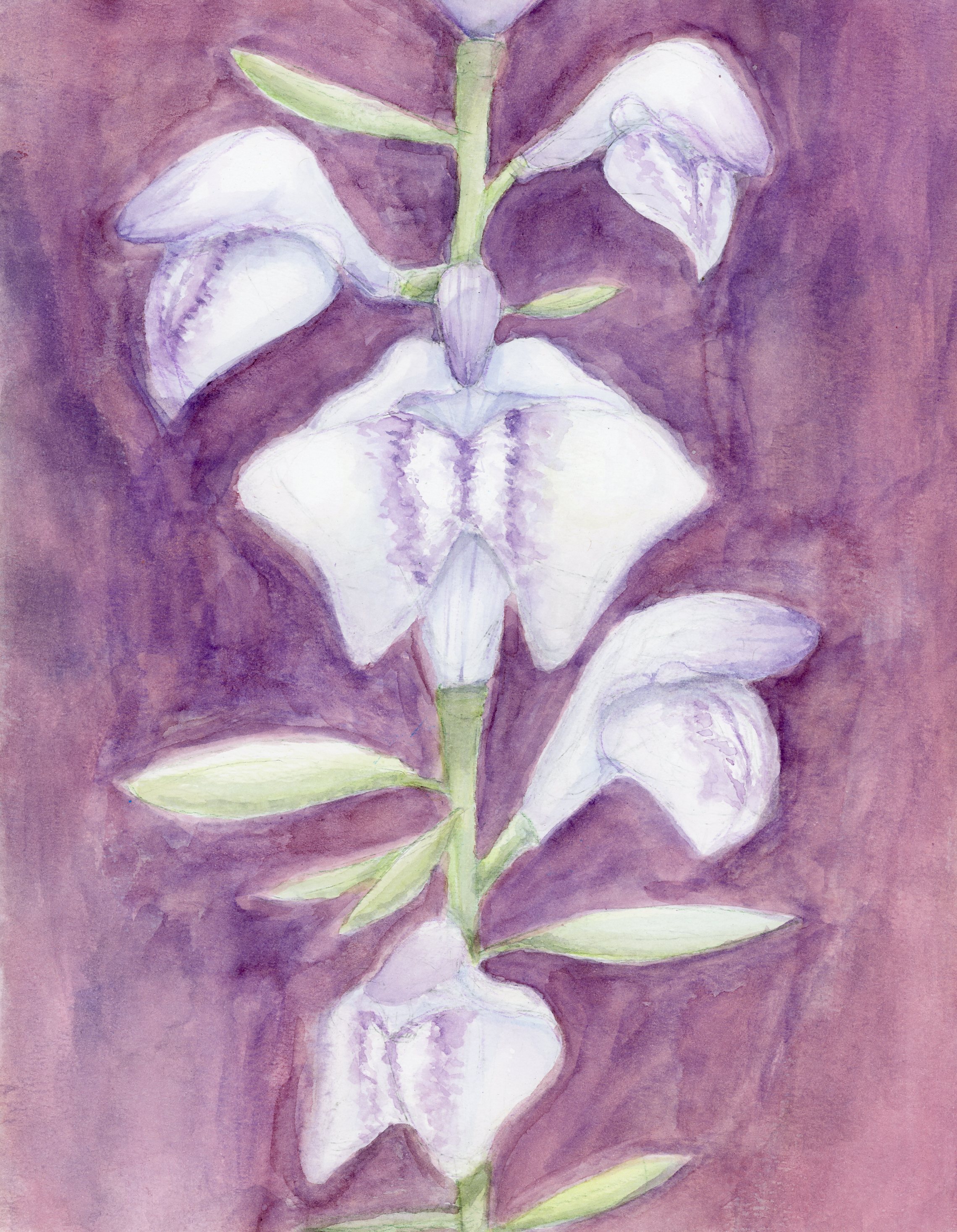 painting of a white and purple wildflower on a purple background