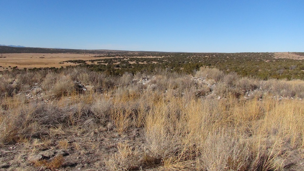Some scattered limestone blocks can be seen in the weeds.