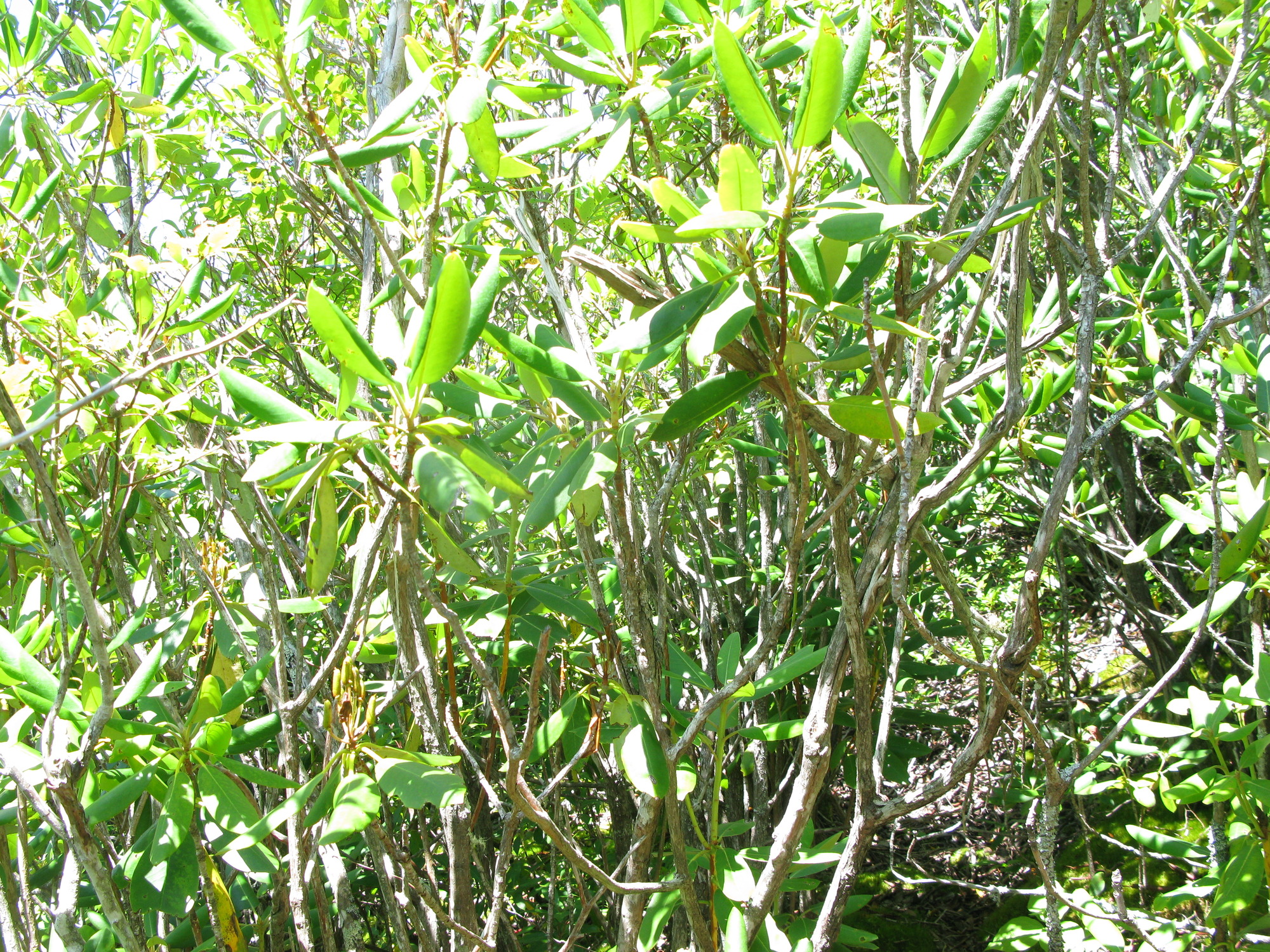 GRSM Accuracy Assessment. Plot Code: GRSM_AA_0871_5