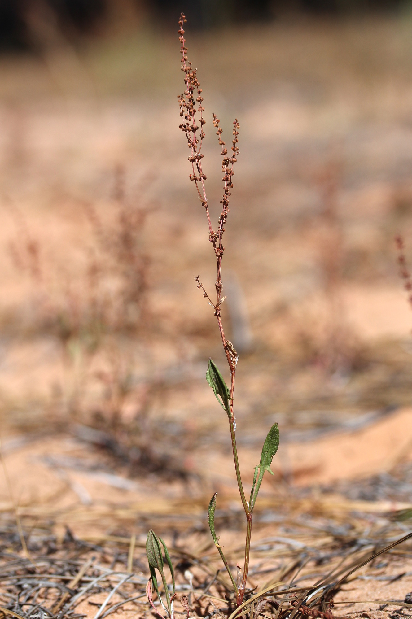 Rumex acetosella, Sheep sorrel