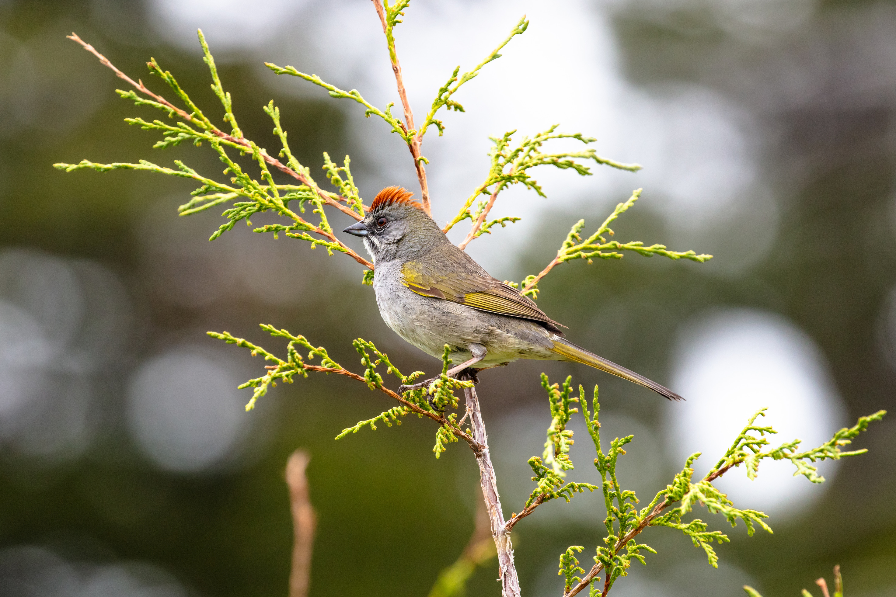 Small bird with a red cap is perched on a juniper branch