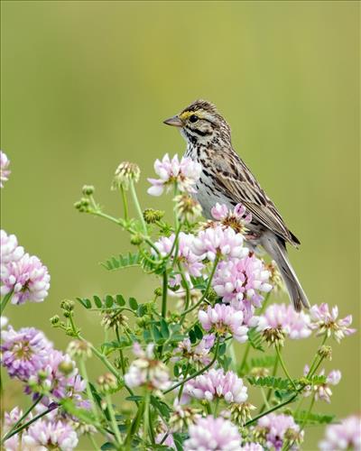 Savannah and white-throated sparrows in Cuyahoga Valley National Park