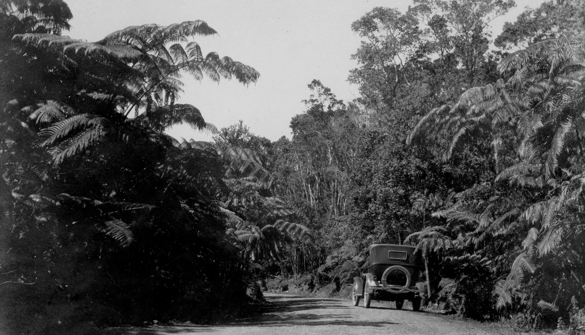 Black and white photograph showing a dirt road between tall, lush vegetation. The road begins at the center forefront of the image and curves slightly toward the left beyond the trees. A Ford Model T is present on the right side of the road, its license plate reads “180.” It is unclear whether the car is driving or is parked on the road. Above the trees is a clear sky.