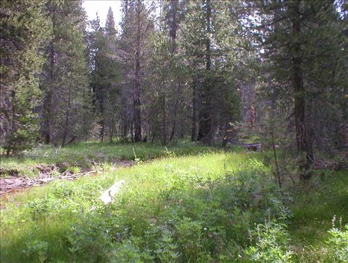 Sheep Camp Meadow in July 2003, Sequoia and Kings Canyon National Park