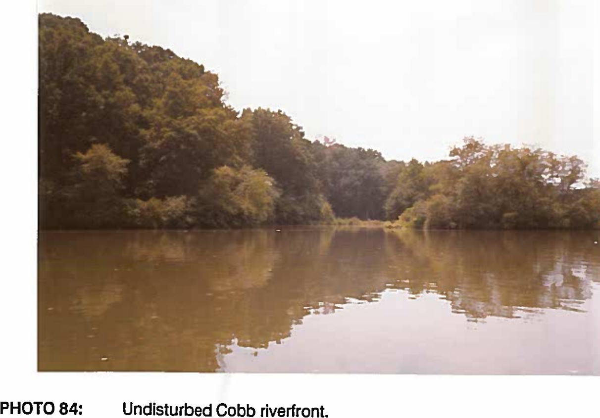 Undisturbed Cobb Co. riverbank