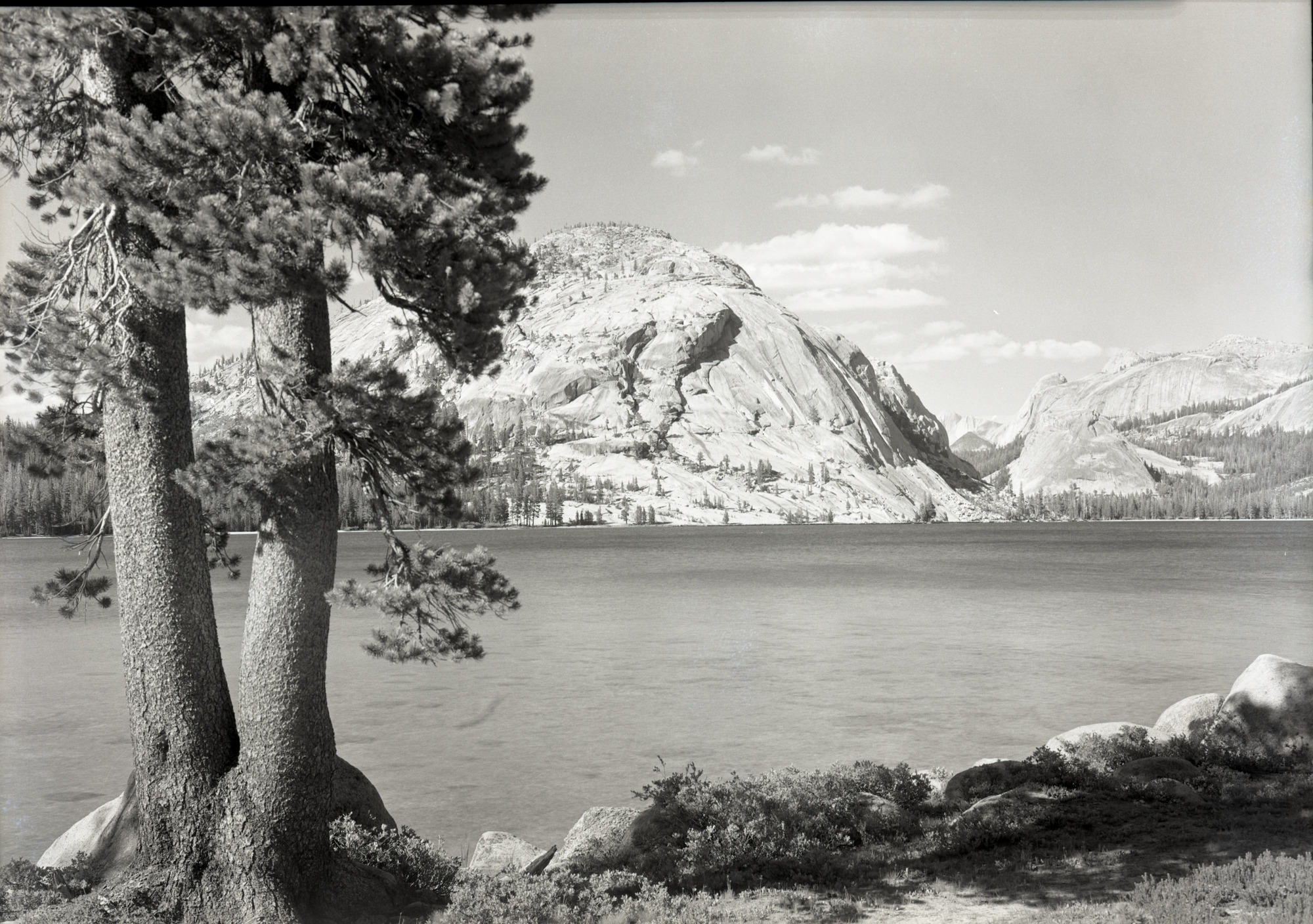 Lake with Lodgepole pine on left.