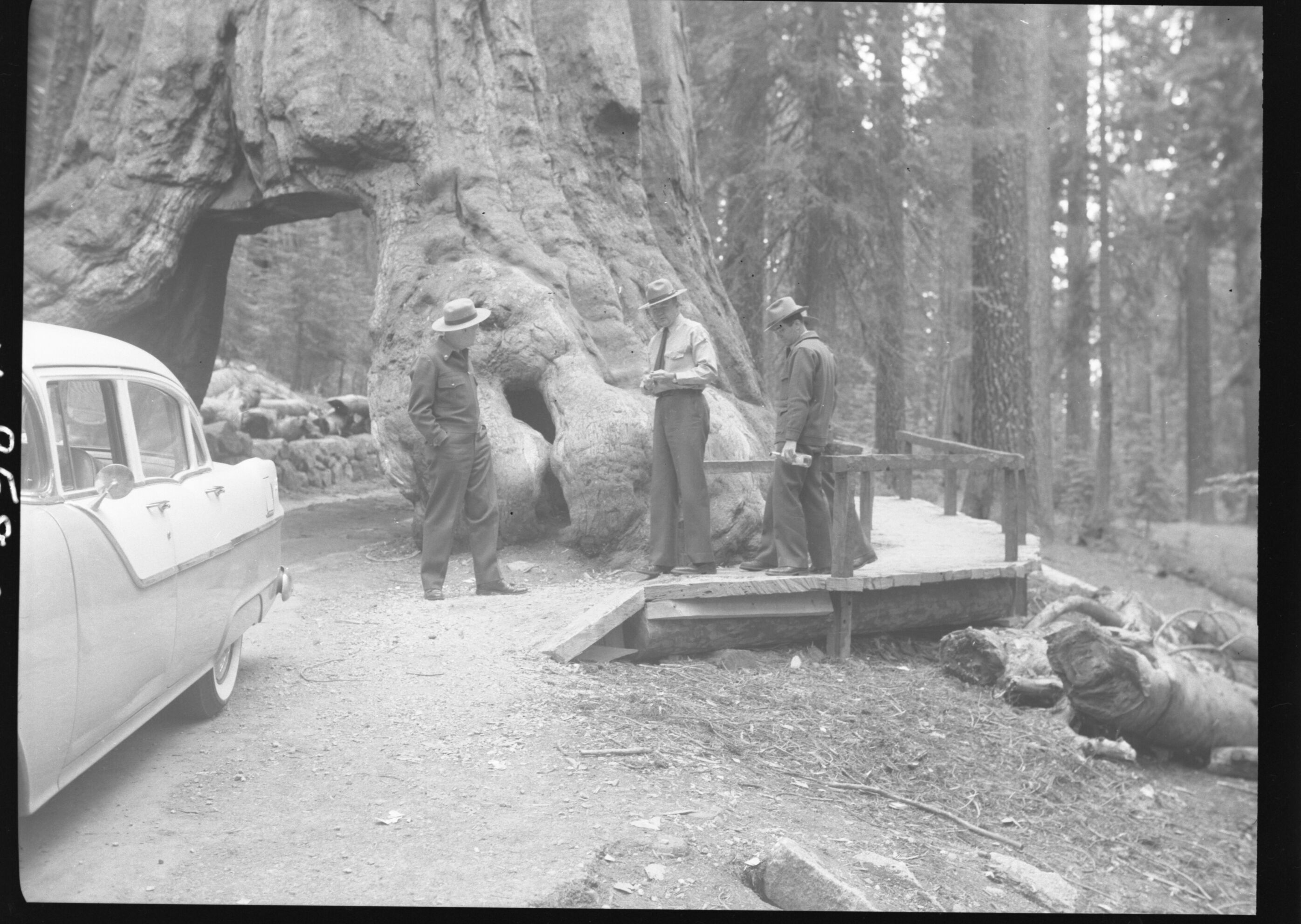Wawona Tunnel Tree