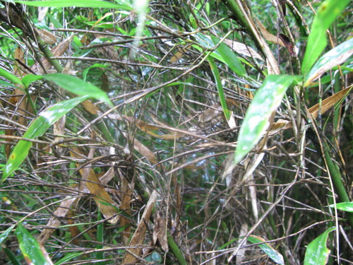 Plot Code: GRSM_AA_0482_5