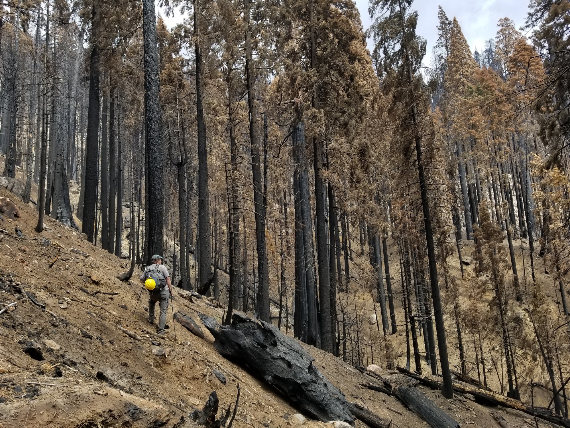 A ranger stands on a hill of dirt in front of scorched black and brown trees.