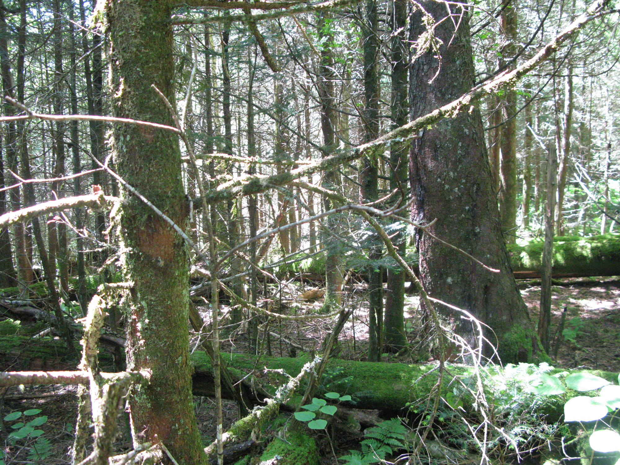 GRSM Accuracy Assessment. Plot Code: GRSM_AA_0448_4