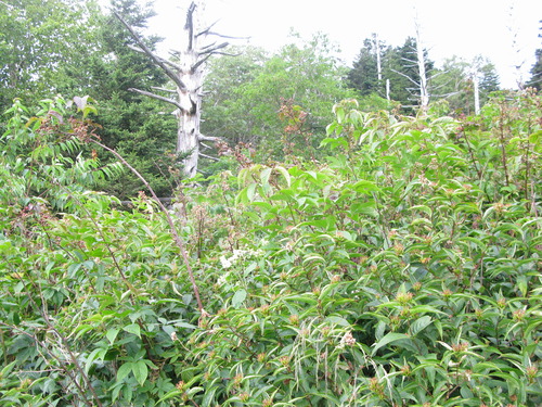 GRSM Accuracy Assessment. Plot Code: GRSM_AA_0747_3