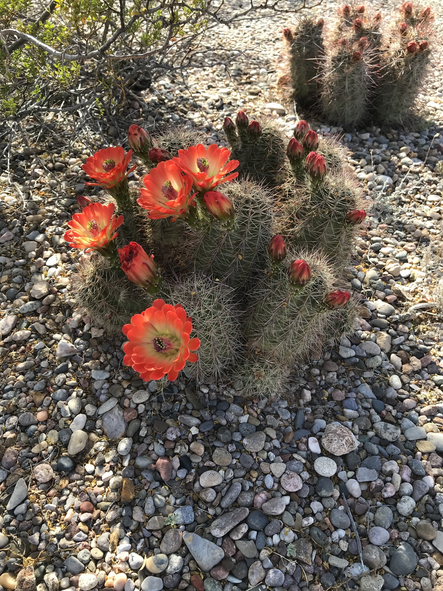 A cactus with orange flowers in the desert.