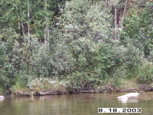 Charley River Water Quality Testing, Yukon-Charley Rivers, 2003