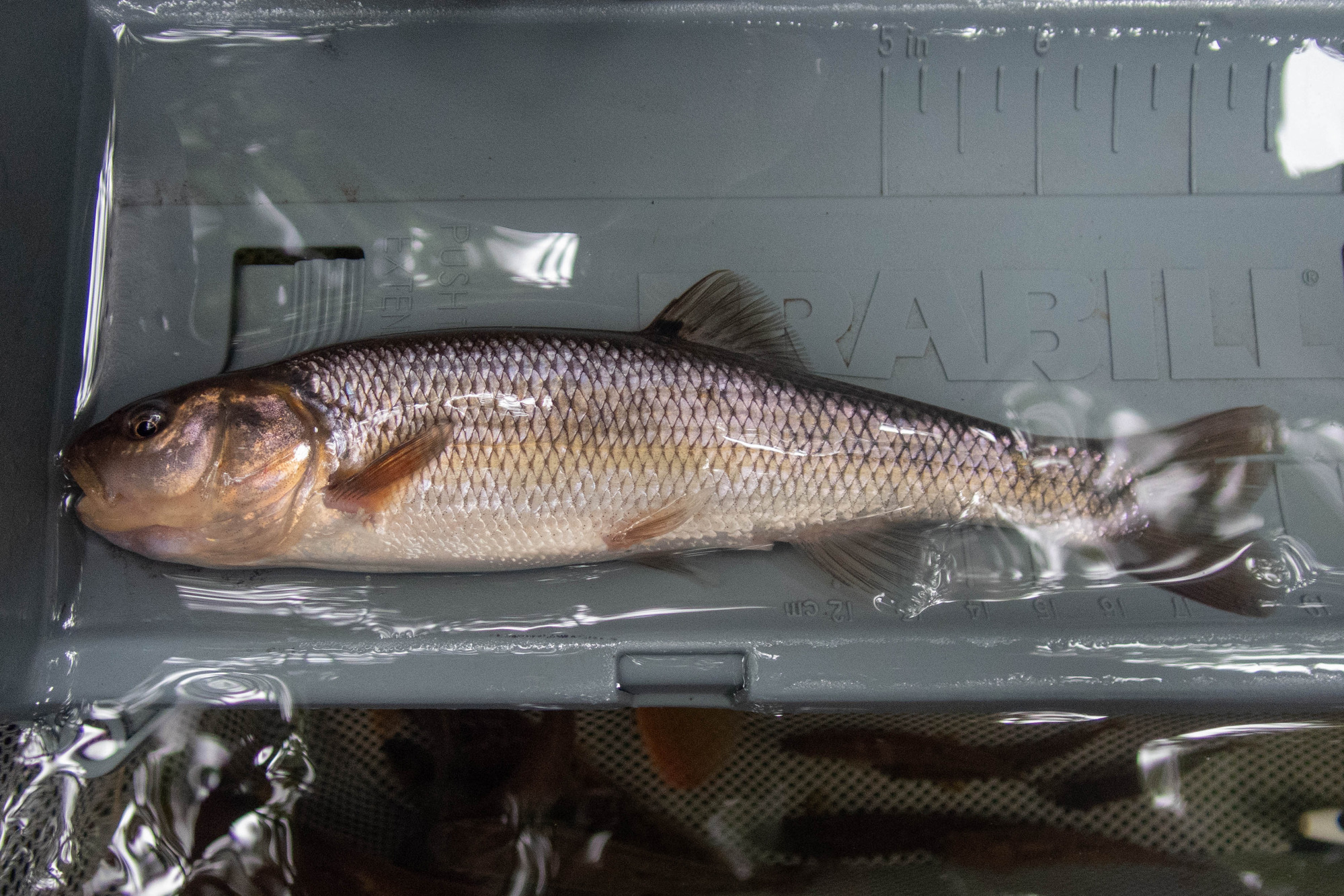 Semotilus atromaculatus (creek chub) - full body, large adult