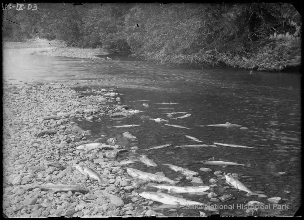Numerous dead salmon lying washed up on the gravel shore of a stream.
