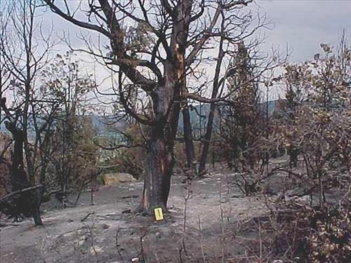 Burned areas immediately following the Bircher fire, Mesa Verde National Park, July 2000