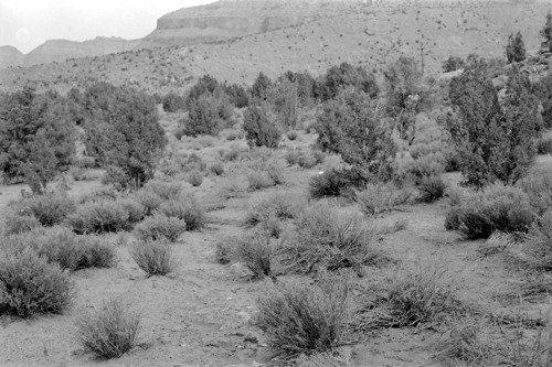 BW photo of the 1937 grazing study 35MM.