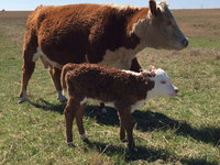 A calf stands in front of a cow in a grassy pasture.