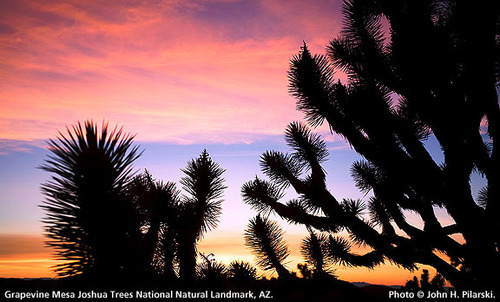Grapevine Mesa Joshua Trees, Arizona