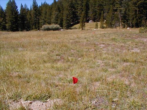 Meadow impacts from stock use at Lower Rock Creek Crossing, Sequoia and Kings Canyon National Park