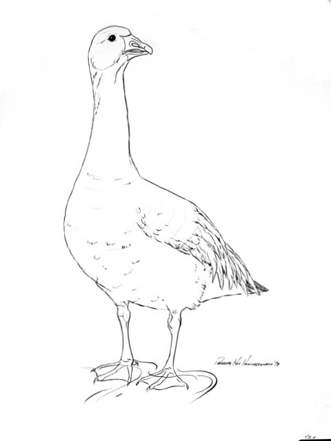 a Snow goose (Chen hyperborea)